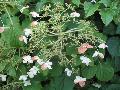 Climbing Hydrangea / Hydrangea anomala petiolaris 